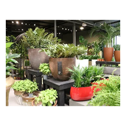 Outdoor Plants