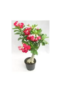 Adenium Obesum | Outdoor Live Plant | 50-60 CM Height