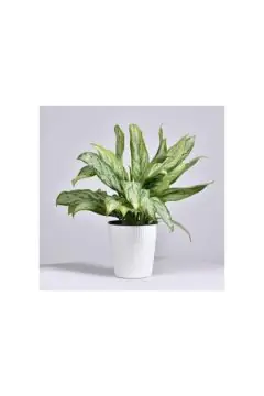 Aglaonema Silver | Indoor Live Plant | 30-40 CM Height