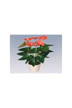 Flamingo Lily/Fluer | Anthurium Indoor Live Plant | 40-50 CM Height