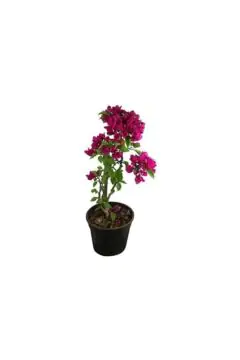 Bougainvillea | Outdoor Live Plant | 40-50 CM Height