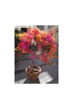 Bougainvillea | Outdoor Live Plant | 1 MT Height | Umbrella