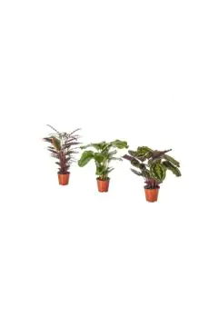 Calathea Mix | Indoor Live Plant | 30-40 CM Height (1 Pot)