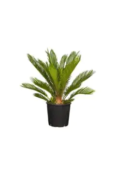 Cycas Revoluta Outdoor Plant 15-20 CM Trunk
