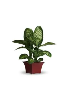 Dieffenbachia | Indoor Flowering Live Plant | 30-40 CM Height