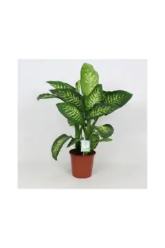 Dieffenbachia Tropic Snow | Indoor Live Plant | 80-90 CM Height