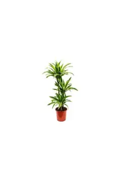 Draceana Lemon Lime | Indoor Live Plant | 90-100 CM Height