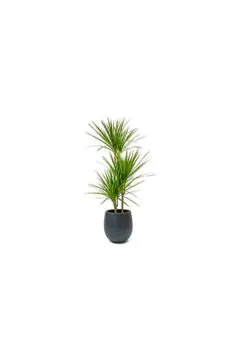 Draceana Marginata | Indoor Live Plant | 90-100 CM Height