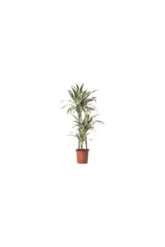 Draceana Warnecckii | Indoor Live Plant | 90-100 CM Height