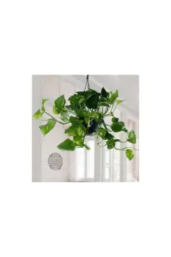 Money Plant | Epipremnum Hanging Indoor Live Plant 30 CM Height
