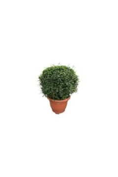 Erithiya Macrophylla Outdoor Plant Ball Shape, 40 CM Dia