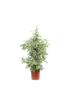 Ficus Twilight | Indoor Live Plant | 90-100 CM Height