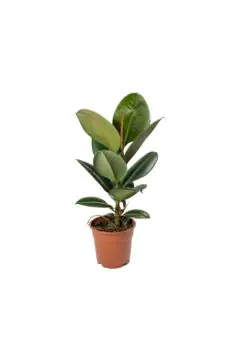 Ficus Elastica Robusta | Indoor Live Plant | 80-90 CM Height