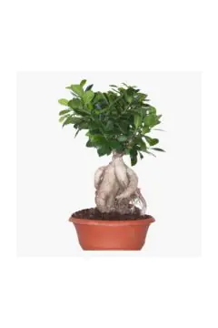 Ficus/Weeping Fig | Outdoor Live Plant |  50 CM Height | 2.5 KG