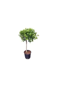 Rubber Plant | Ficus Panda Outdoor Plant 1 Head | 1 MT Height