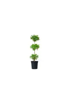 Rubber Plant | Ficus Panda Outdoor Live Plant 3 Head | 1.8 MT Height