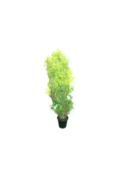 Rubber Plant | Ficus Panda Outdoor Plant Cone Shape |1.5 MT Height