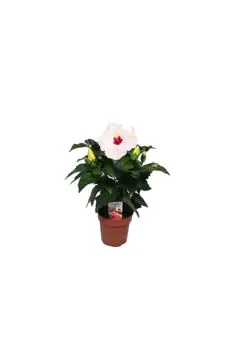 Hibiscus Rosa | Outdoor Live Plant | 30-40 CM Height
