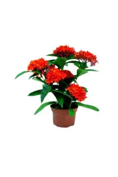Ixora | Outdoor Live Plant | 50-60 CM Height