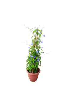 Jacquemontia Violacea | Outdoor Live Plant | 1 MT Height | 4 Stick