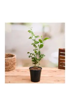 Jasminum Sambuc | Outdoor Live Plant | 50 CM Height | 8 Ltr Pot