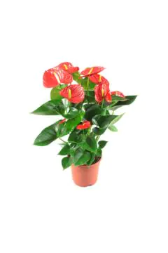 Flamingo Lily/Fluer | Anthurium Indoor Live Plant | 60-65 CM Height