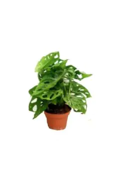 Monstera | نبات داخلي مباشر | 30-40 سم ارتفاع