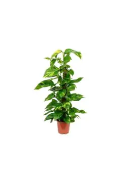 Money Plant | Epipremnum Moss Stick Indoor Live Plant 80 CM Height