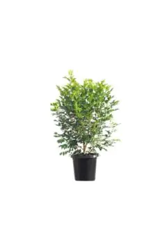 Murraya Paniculata | Outdoor Live Plant | 30-40 CM Height
