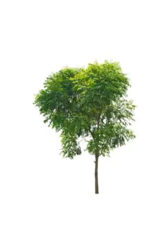 Azadirachta Indica (Neem Tree) Outdoor Plant 2 MT OH, 1.5-2 CM Dia