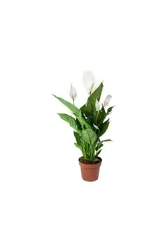Peace Lily | Spathiphyllum Indoor Live Flowering Plant | 50-60 CM Height