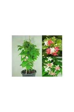 Quisqualic Indica | Outdoor Live Plant | 30-40 CM Height